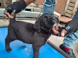 Cane Corso dogs Cane Corso Puppy 4 - Ad 12