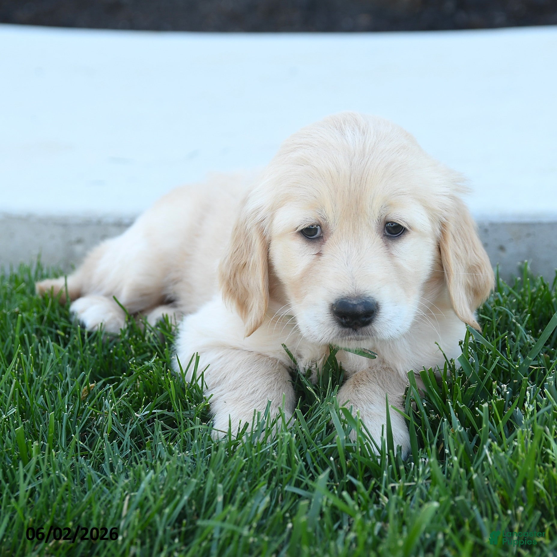 Golden Retriever dogs for sale: Willow - Ad 3