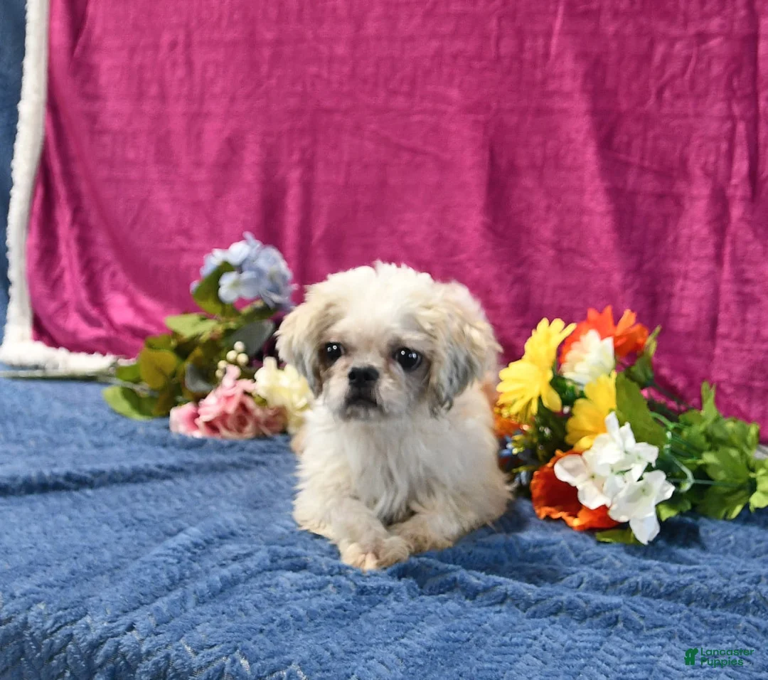 Shih Tzu dogs for sale: Roxy - Ad 6