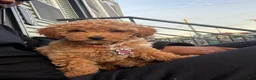 Toy Poodle dogs for sale: Mielle - Ad 3