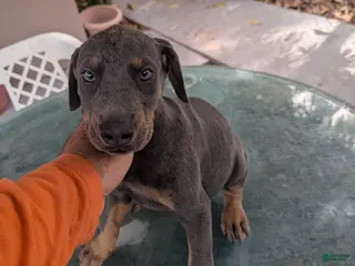 Doberman Pinscher dogs Doberman Pinscher Puppy 1 - Ad 4