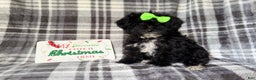 Yorkiepoo dogs for sale: Tinsel  - Ad 3