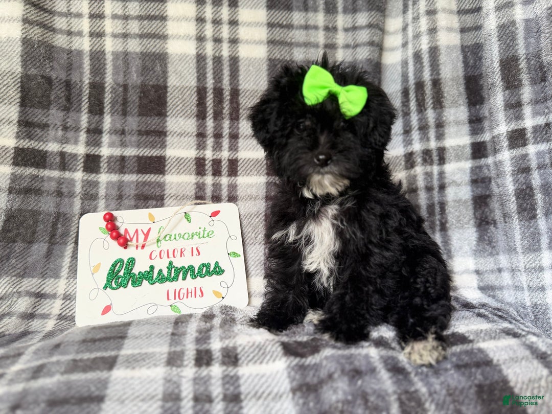 Yorkiepoo dogs for sale: Tinsel  - Ad 3