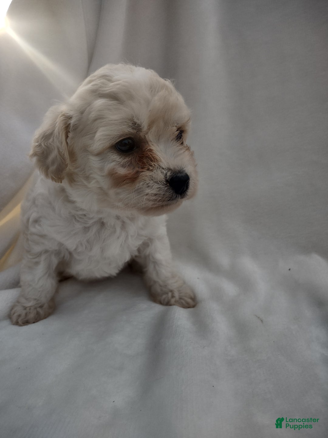 Chipoo dogs for sale: Janeen - Ad 3