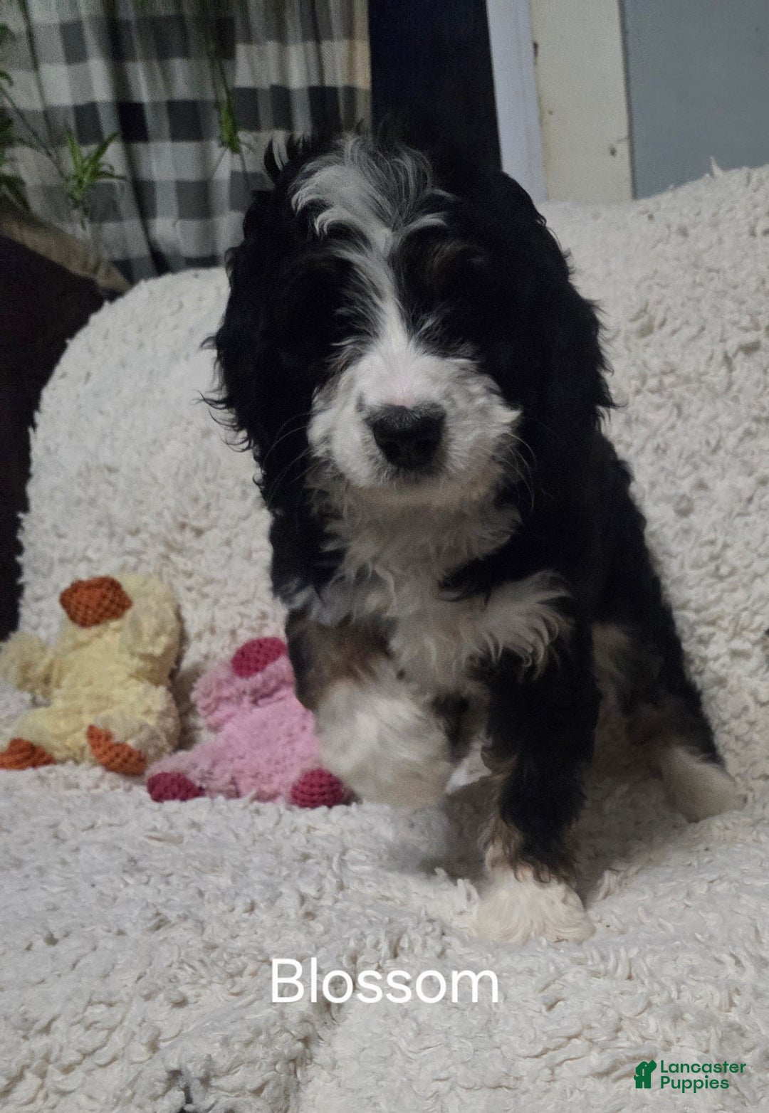 Bernedoodle dogs for sale: Bernedoodle Puppy 1 - Ad 4