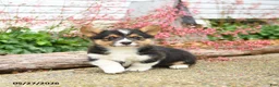 Welsh Corgi Pembroke dogs for sale: Pirate - Ad 3