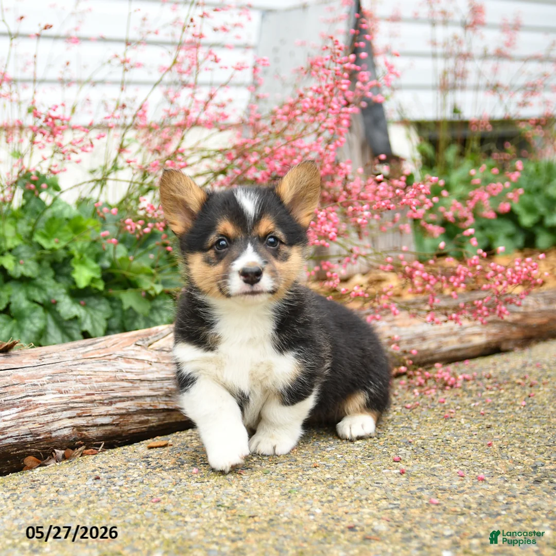 Welsh Corgi Pembroke dogs for sale: Pirate - Ad 3