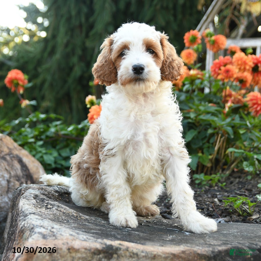 Mini Goldendoodle dogs for sale: Peter - Ad 1