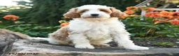Mini Goldendoodle dogs for sale: Peter - Ad 1