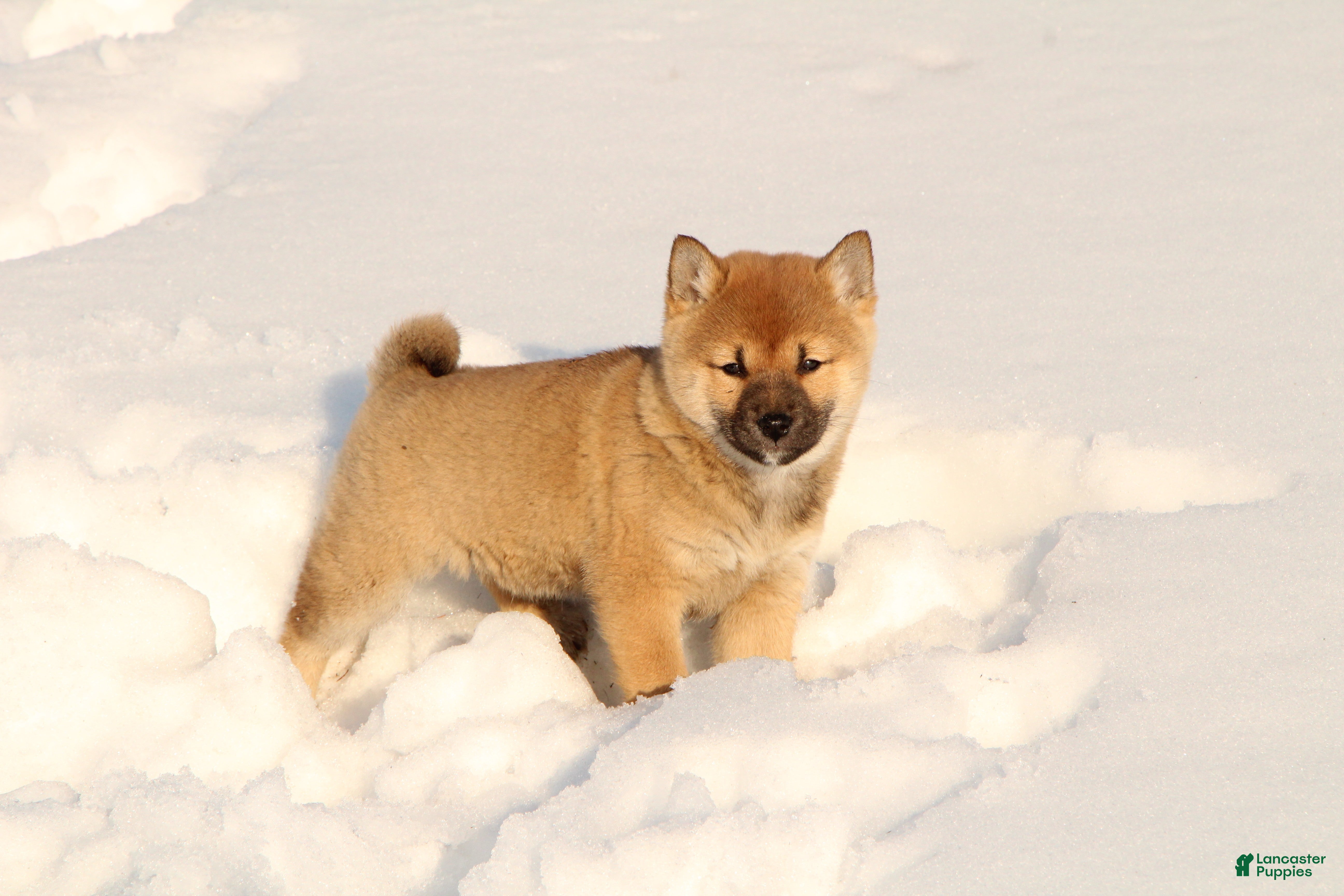 Shiba Inu dogs Bella - Ad 39