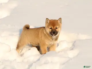 Shiba Inu dogs Bella - Ad 39