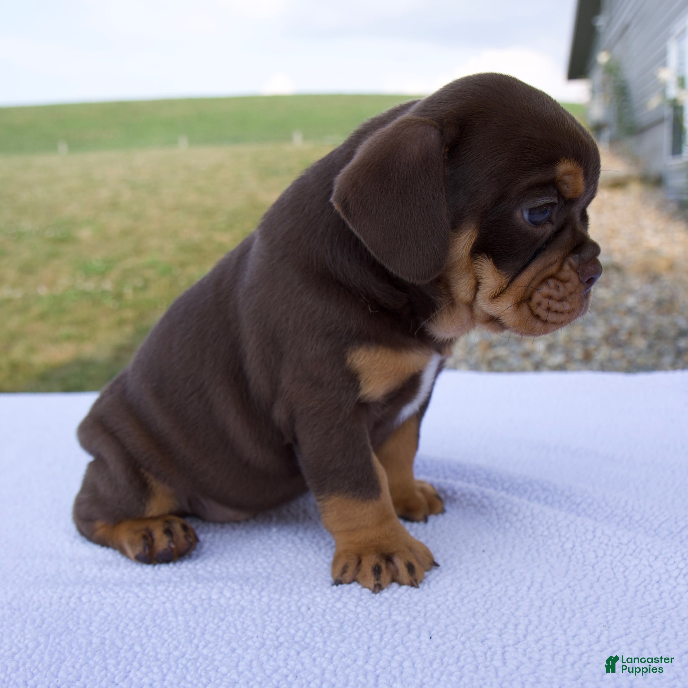 Beabull dogs Stella - Ad 2