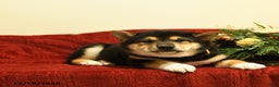 Shiba Inu dogs for sale: Elf - Ad 3