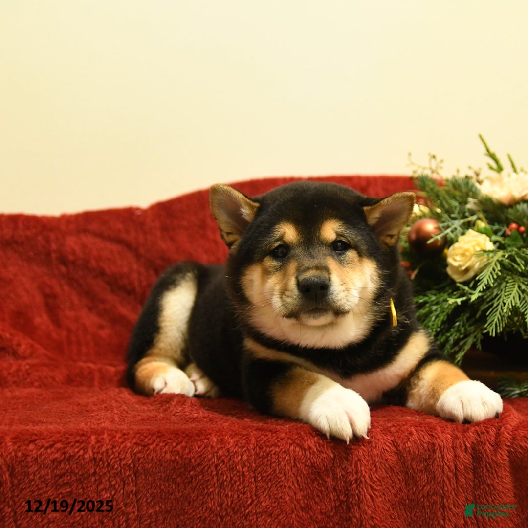 Shiba Inu dogs for sale: Elf - Ad 3