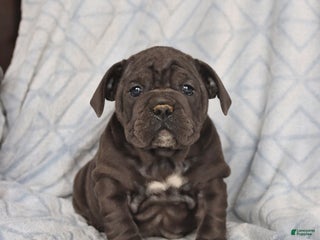 Olde English Bulldogge dogs Raven - Ad 26