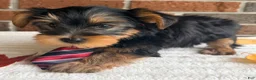 Yorkshire Terrier dogs for sale: Benji - Ad 3