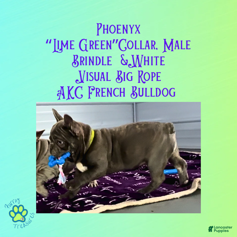 French Bulldog dogs Phoenyx “Lime Green Collar” Male  - Ad 35