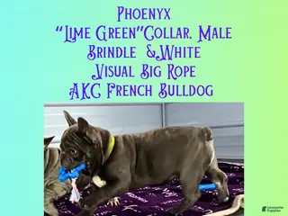 French Bulldog dogs Phoenyx “Lime Green Collar” Male - Ad 35