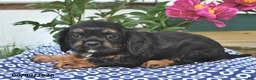 Mixed Breed dogs for sale: Jake - Ad 2