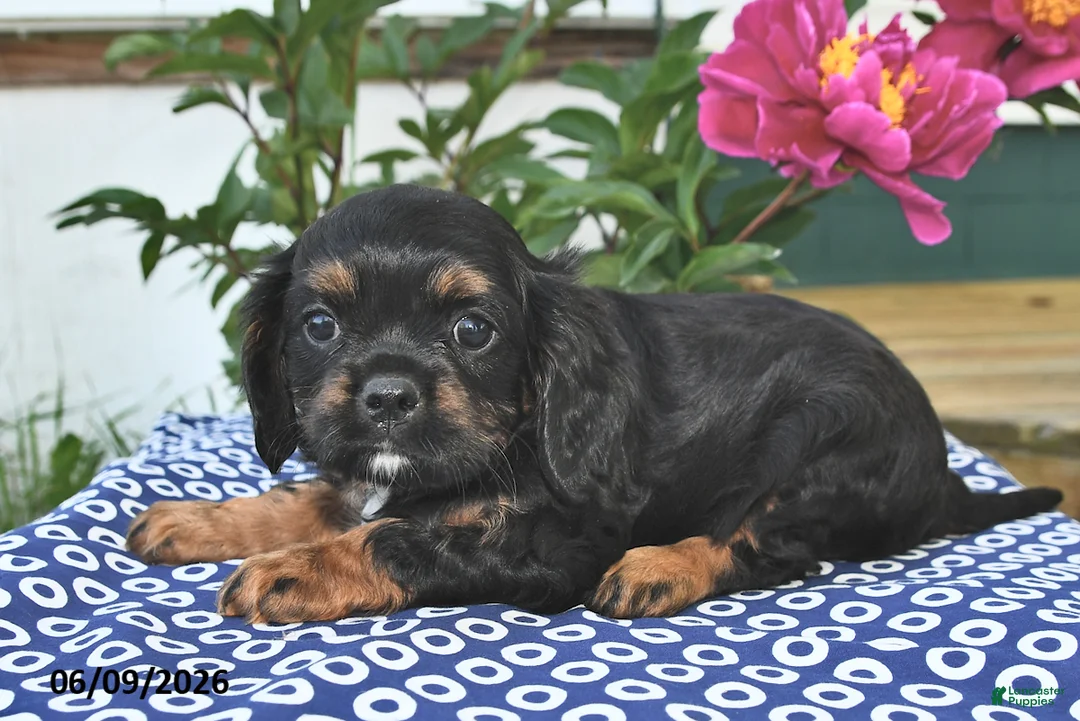 Mixed Breed dogs for sale: Jake - Ad 2