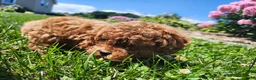 Miniature Poodle dogs for sale: Teddy - Ad 10