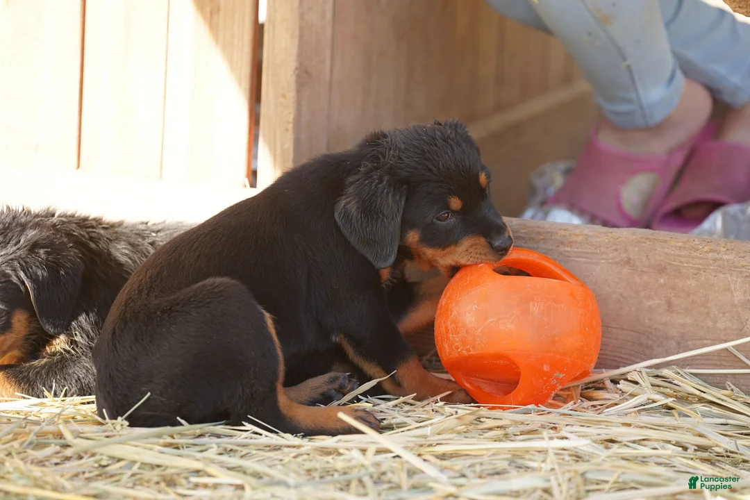 Rottweiler dogs for sale: Rottweiler litter of 5 puppies - Ad 105
