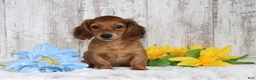 Miniature Dachshund dogs for sale: King  - Ad 1