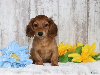 Miniature Dachshund dogs for sale: King - Ad 3