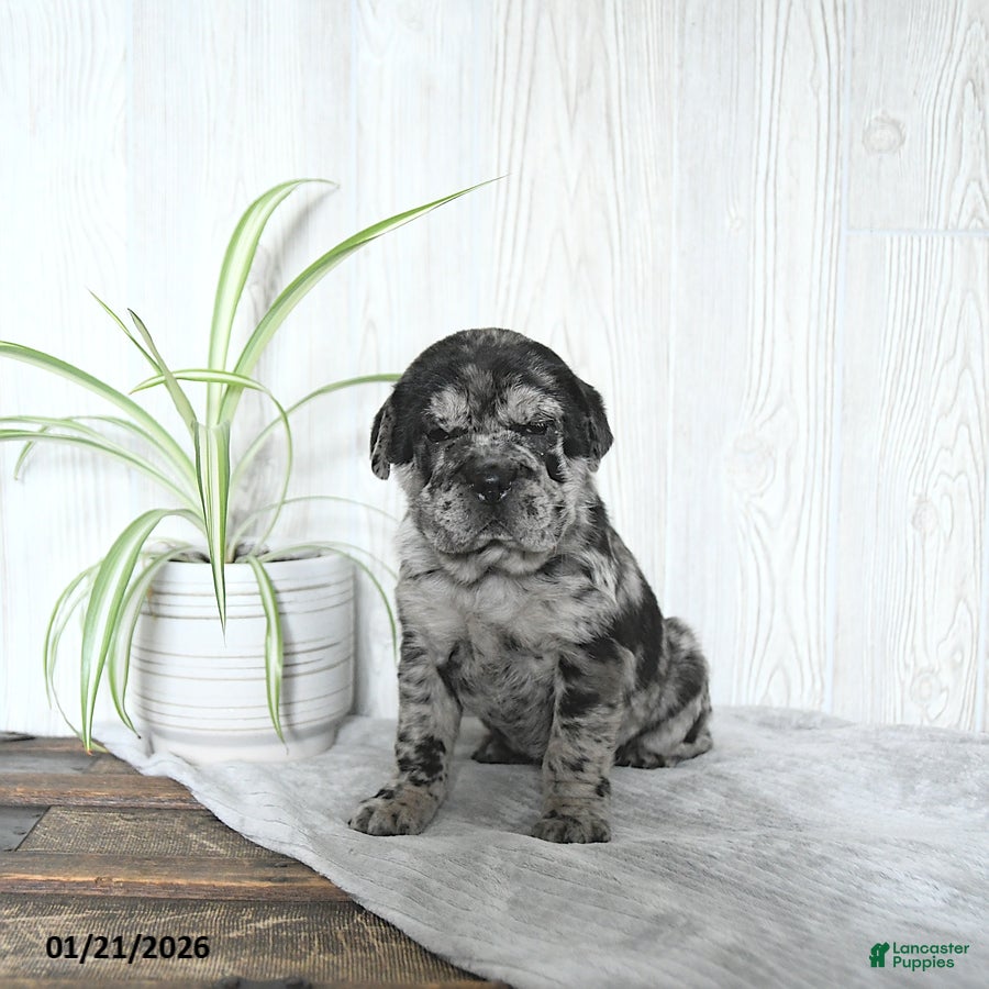 Mini Hippo dogs Gemma - Ad 1