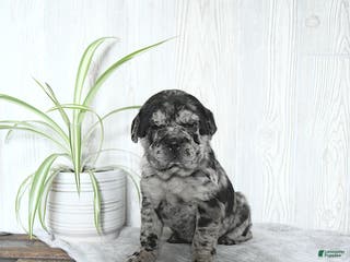 Mini Hippo dogs Gemma - Ad 1