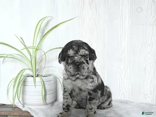 Mini Hippo dogs Gemma - Ad 1