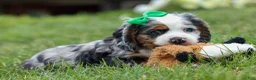 Cocker Spaniel dogs for sale: Jaxon 🐶💙 - Ad 5