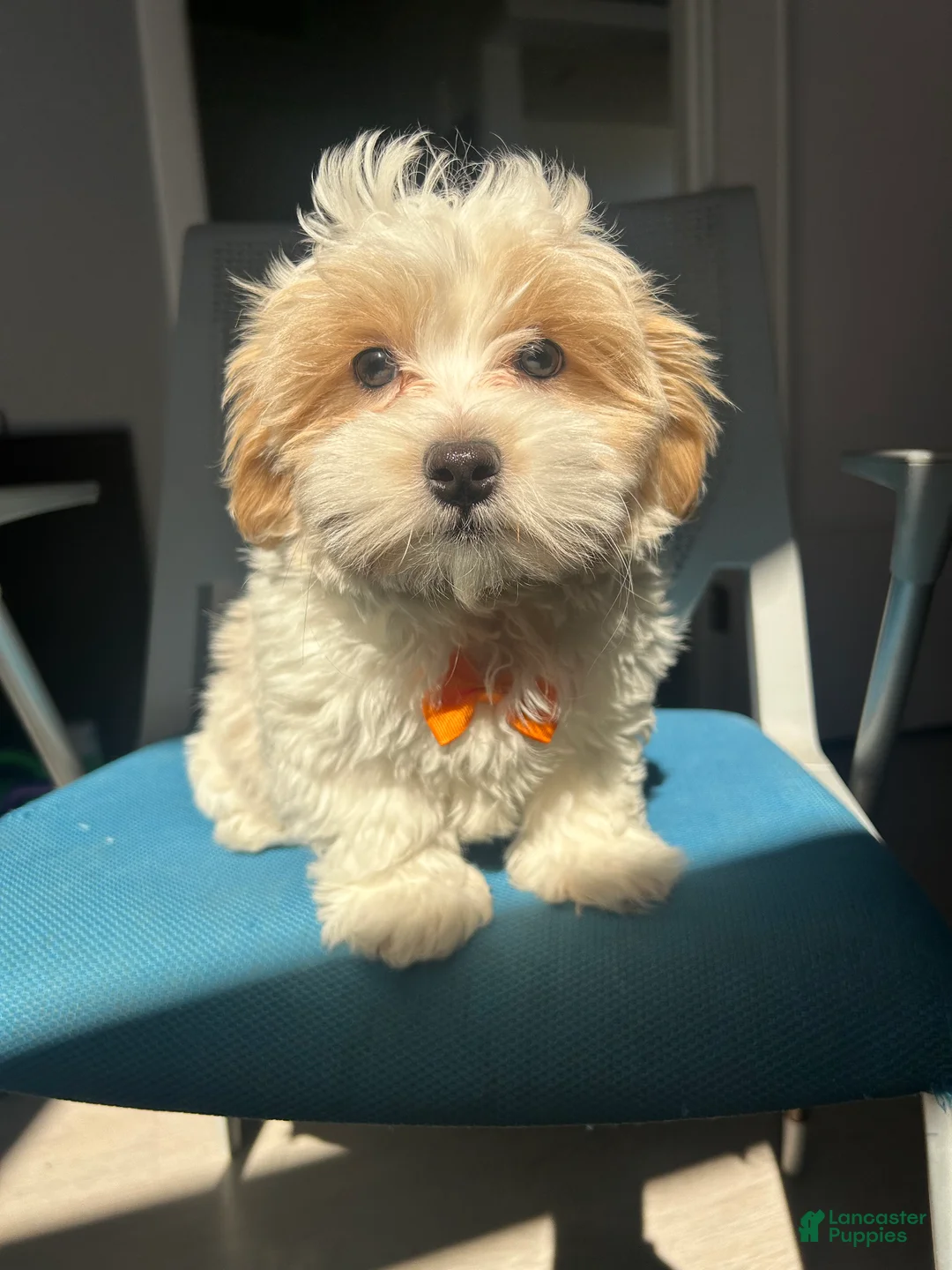 Malshi dogs for sale: Malshi Puppy 2 - Ad 1