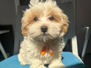 Malshi dogs Malshi Puppy 2 - Ad 9