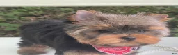 Yorkshire Terrier dogs for sale: Cody - Ad 3