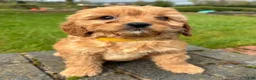 Cavapoo dogs for sale: Katie  - Ad 4