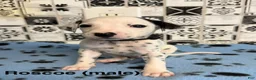 Dalmatian dogs for sale: Rosco - Ad 3