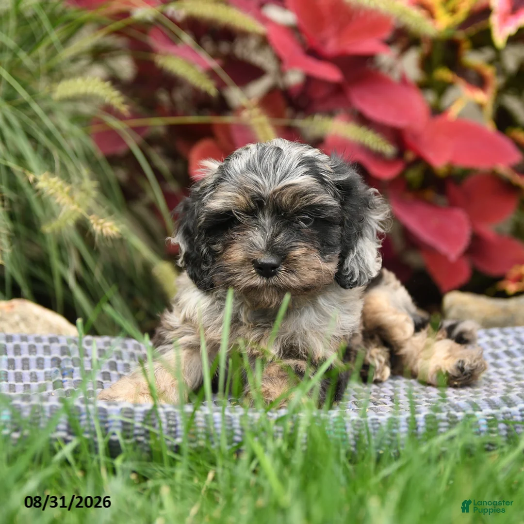Cavapoo dogs for sale: Hamilton - Ad 3