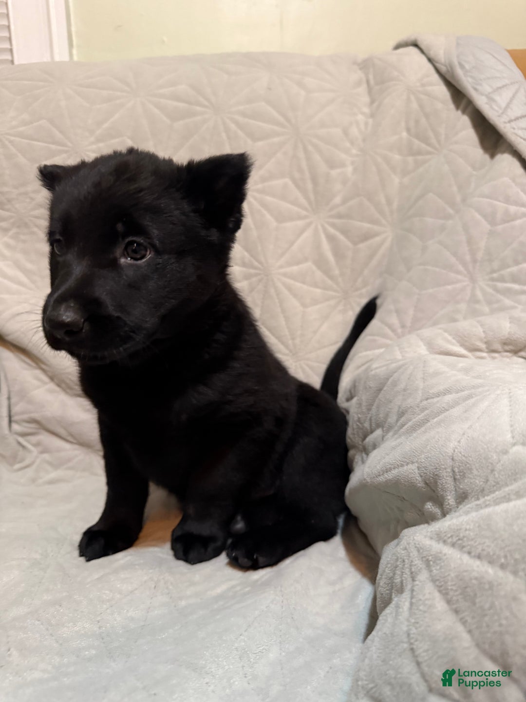 Mixed Breed dogs for sale: Mixed Breed Puppy 4 - Ad 3