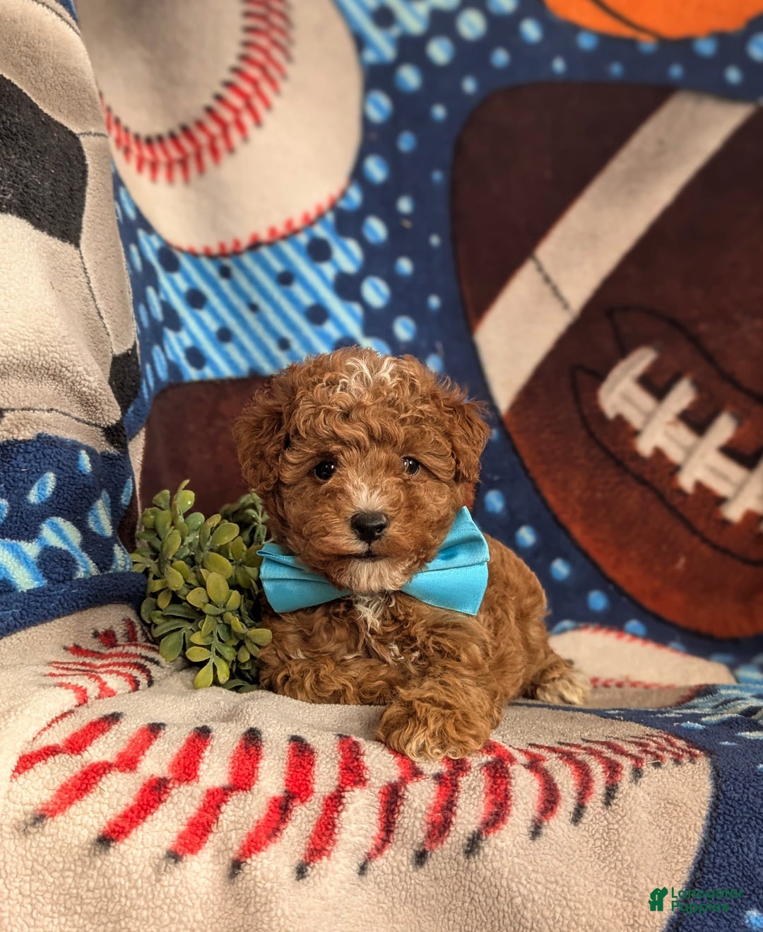 Mini Goldendoodle dogs for sale: Denzel 15 lbs Full Grown Hypoallergenic - Ad 9