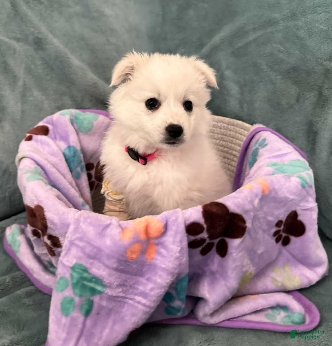 American Eskimo dogs for sale: Coconut - Ad 6