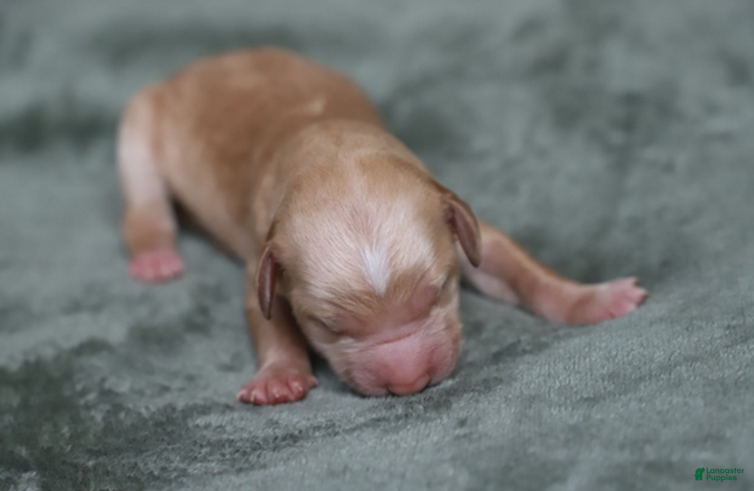 Goldendoodle dogs for sale: Mira - Ad 6