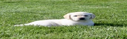 Labrador Retriever dogs for sale: Destiny - Ad 5