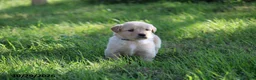 Golden Retriever dogs for sale: Arlo - Ad 4