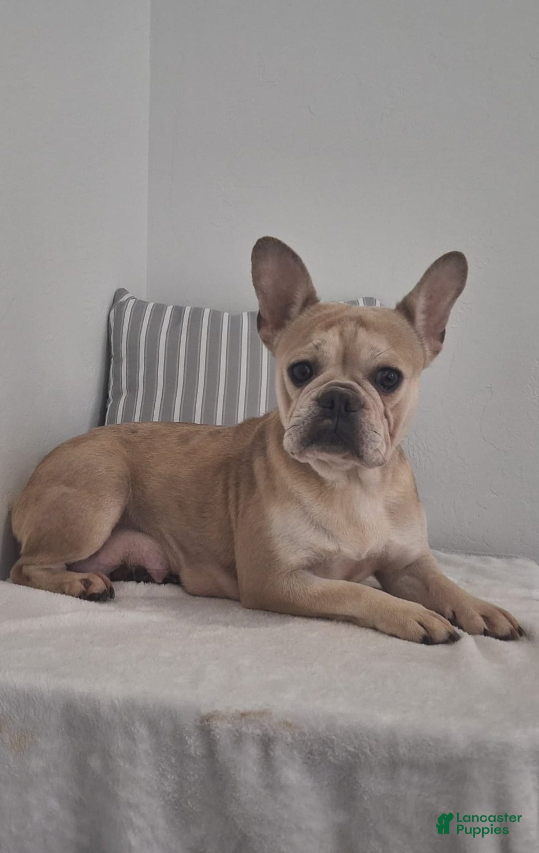 French Bulldog dogs for sale: Mika - Ad 11