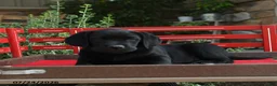 Labrador Retriever dogs for sale: Baden - Ad 3