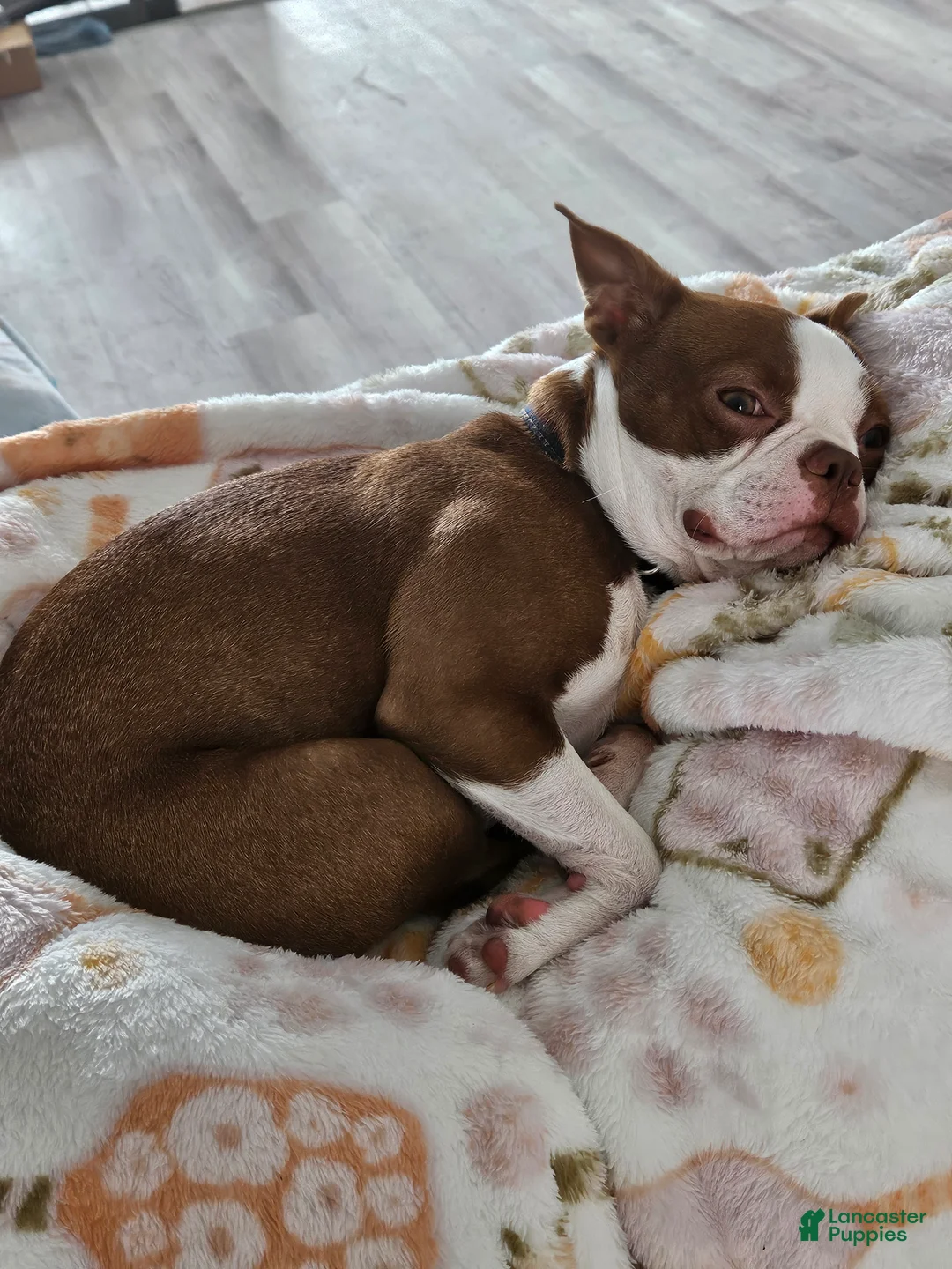 Boston Terrier dogs for sale: Boston Terrier Puppy 1 - Ad 3