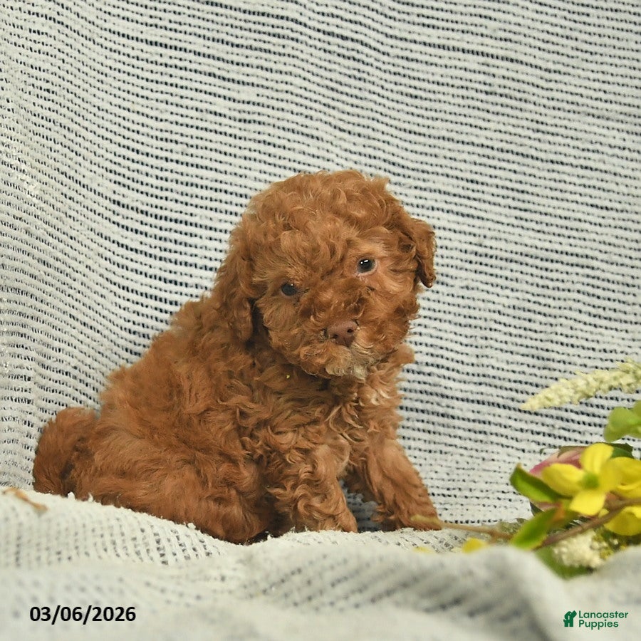 Miniature Poodle dogs Thomas  - Ad 2