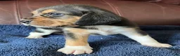 Beagle dogs for sale: Beagle 2 - Ad 5