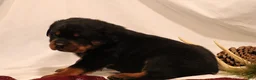 Rottweiler dogs for sale: Arielle - Ad 2